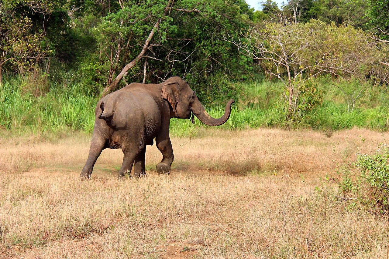 A wild Sri Lankan elephant